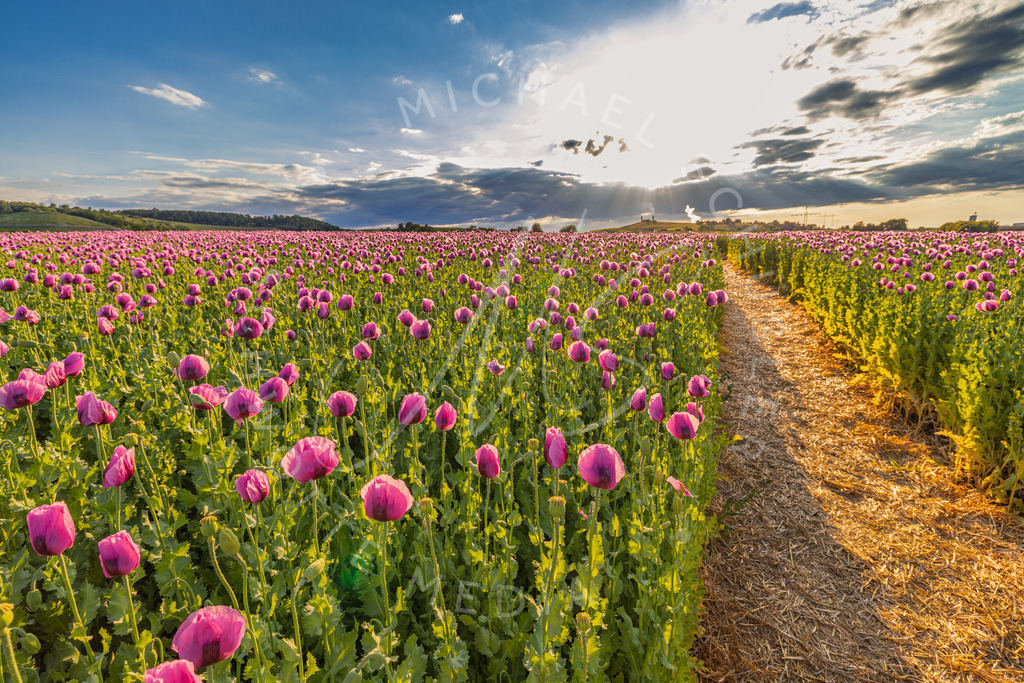 2025-05-20 2025-05-20 Erlenbacher Oelmuehle Mohnblumen 124 | Schwotte Media - Realisiert mit Pictrs.com