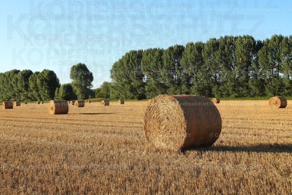 Strohballen im Abendlicht | Strohballen im Abendlicht - Realisiert mit Pictrs.com