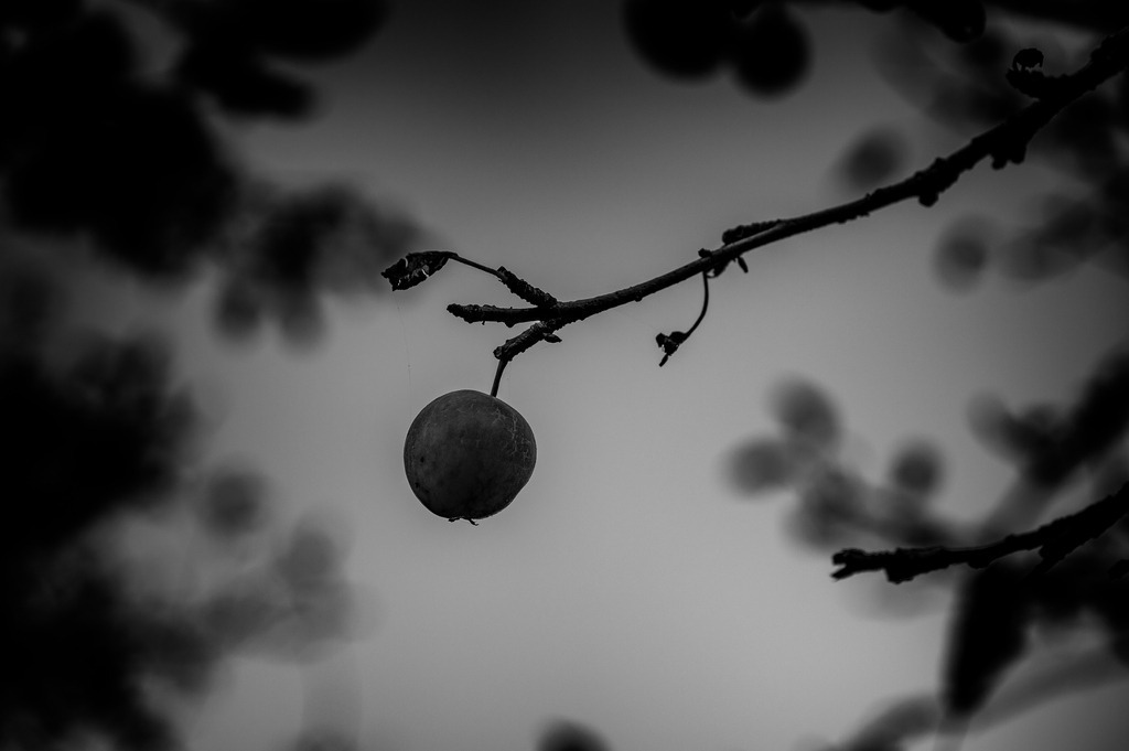 2024_09_21_HASELDORF-HAFEN+OBSTGARTEN_MCP2414 sw2 | Hochwertig gedruckte Fotografien für die Wand, als Kalender und zum Verschenken. Hamburg & Norddeutschland und überall wo ich mit der Kamera unterwegs war.