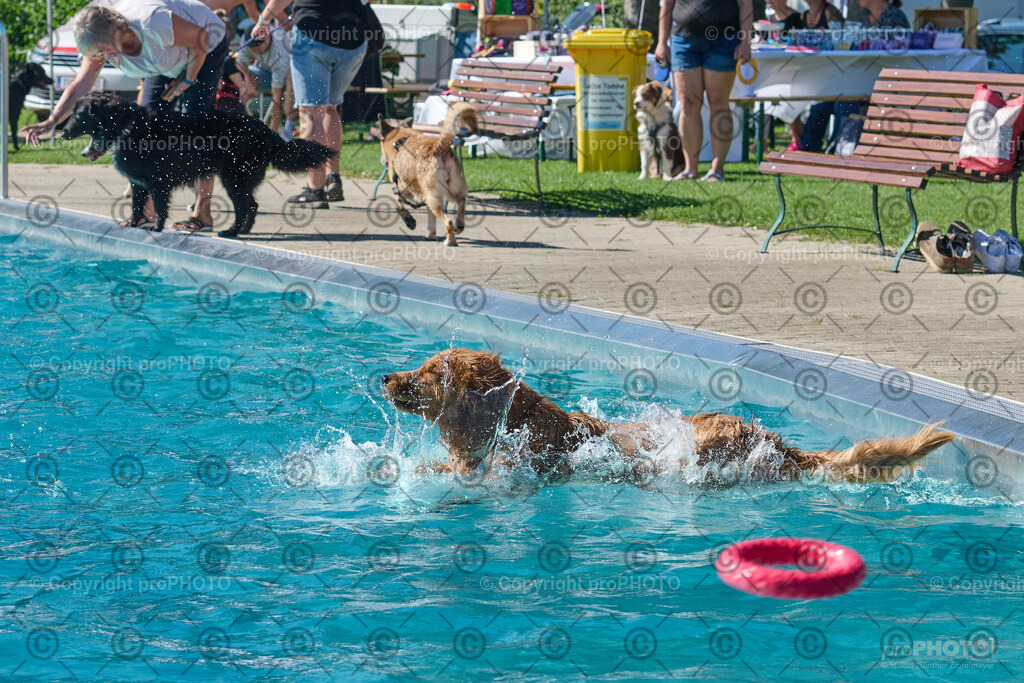 149_202509_4Hundebadetag_NZ9_2603 | proPHOTO - Realisiert mit Pictrs.com