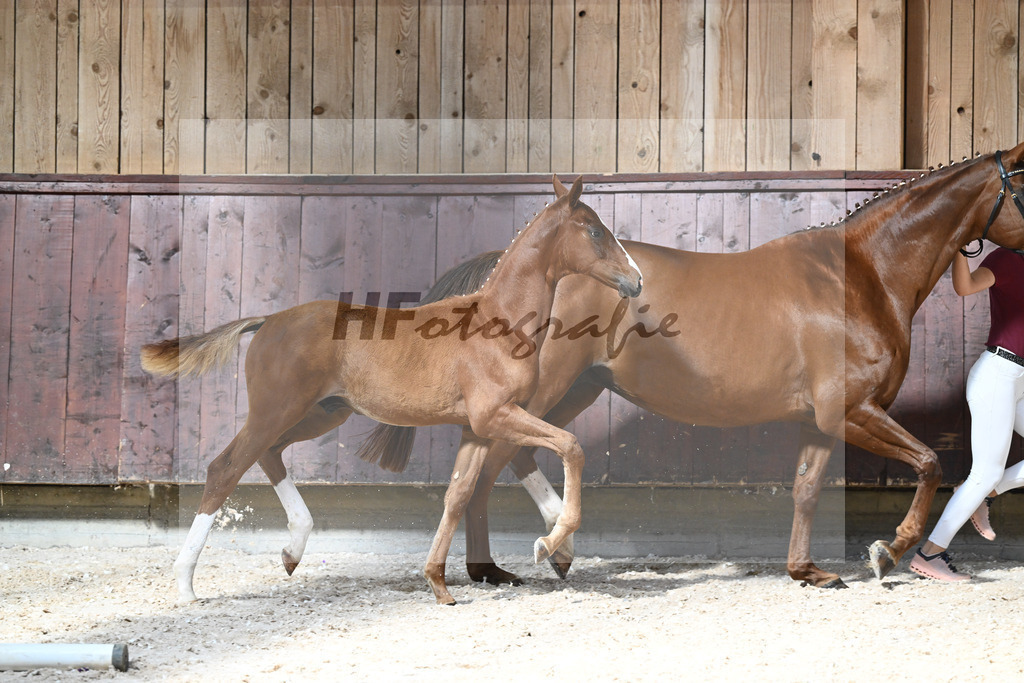 Kat-Nr. 14 HF Von UNd Zu x Locksley III_Schindele_32240239 | hf-fotografie - Realizzato con Pictrs.com