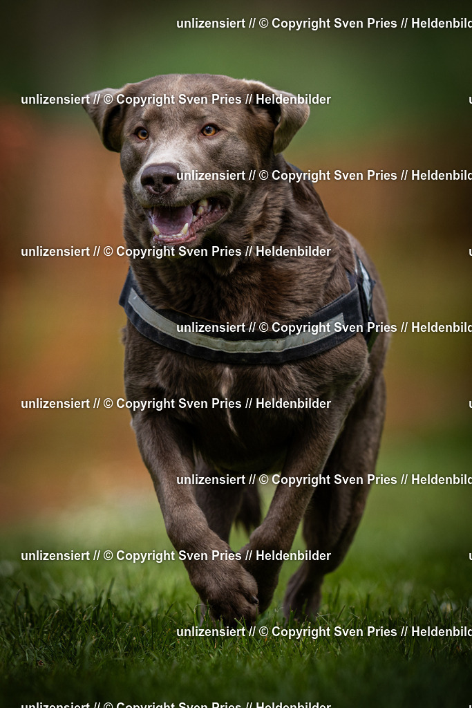 Sven Pries | 2025-04-13 - Hunderennen Baden-Baden - Realisiert mit Pictrs.com