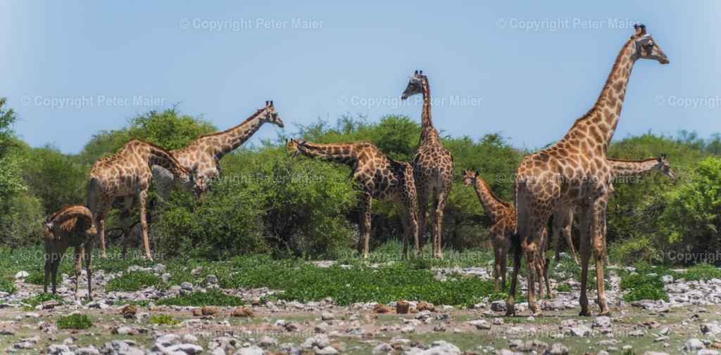Etosha_Nationalpark_Namibia-916 | piet_flosse