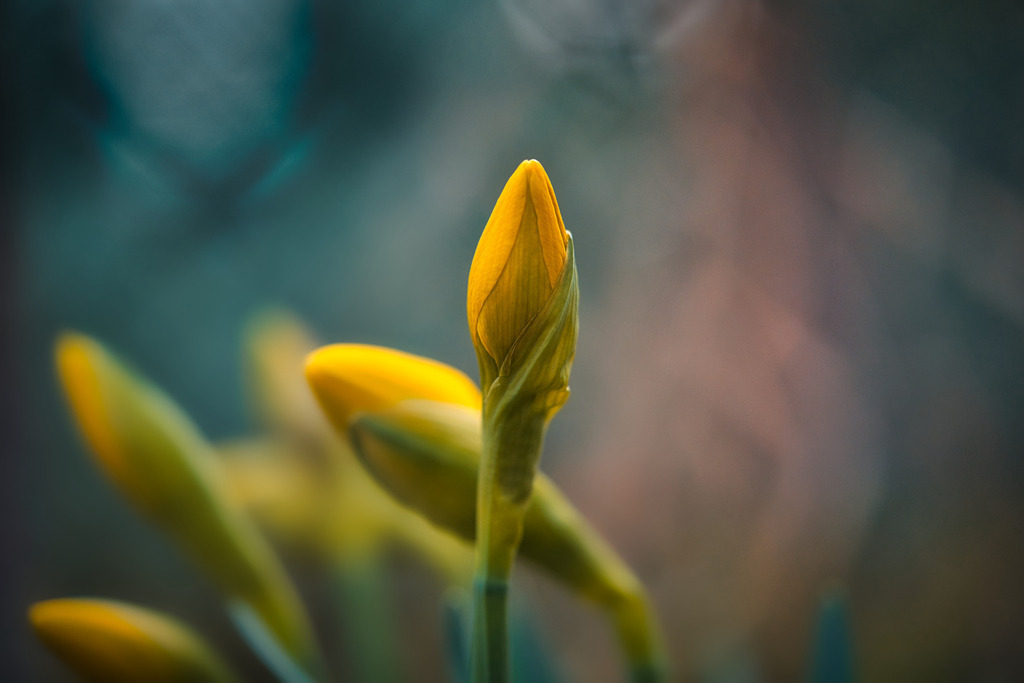 DSC03465 | die schönsten Bilder aus Wald und Wiese, sowie Streifzüge durch den Garten mit der gesamten Blumen & Insektenwelt.   - Realisiert mit Pictrs.com