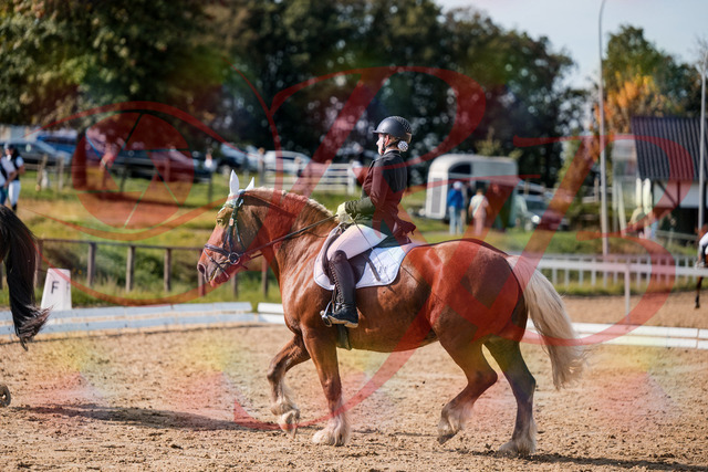 2026_10_03_Siefer-Hof_130515_Z63_68669066 | Professionelle Reitsport-, Turnier- und Eventfotografie von Robert Broda. Galerien mit ausgewählten und bearbeiteten Bildern direkt online ansehen und bestellen.