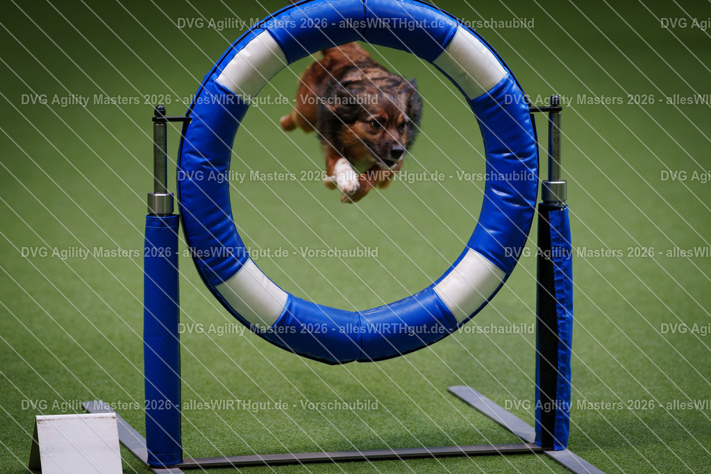 allesWIRTHgut_Tierfotografie-DVG_Agility_Masters_2026-09_24-7R509230 | Professionelle Tierfotografie in Mönchengladbach von Daniel Wirth (allesWIRTHgut). Liebevolle & natürliche Bilder von Hunden & Katzen für unvergessliche Erinnerungen.