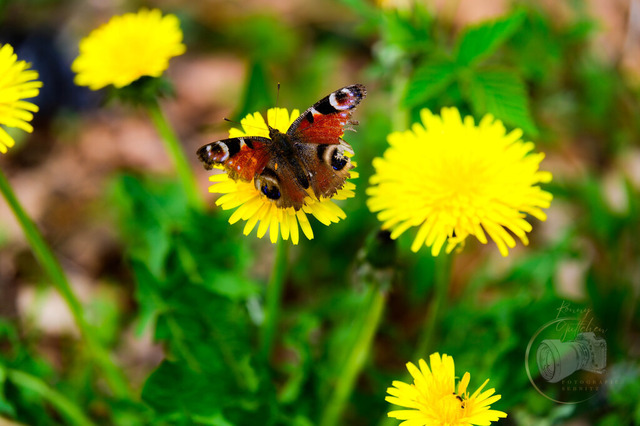 _DSC5513 | Shop für Prints Landschaftsfotografie Sächsische Schweiz Naturfotografie in Thüringen Fotos vom Findlingspark Nochten Kloster Sankt Marienstern Bilder Festung Königstein PanoramaRhododendronpark Kromlau FotogalerSchleswig-Holstein Küstenlandschaften