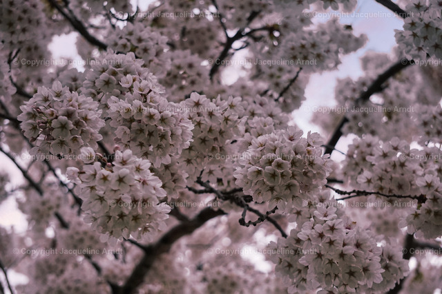 kirschblueten | Fotografie Photography Dresden Photoshooting  Fotoshooting Fotografin Dresdencity Bilder  Foto Dresdenvideos Kalender Postkarten Bilderdownload Portrait Hochzeitsfotografie Familienfotos Bewerbungsbilder Studiofotografie Fotograf Dresdenbilder Business - Realisiert mit Pictrs.com