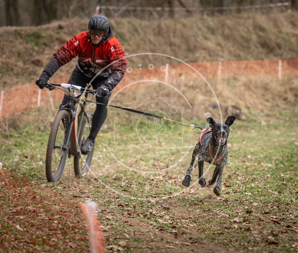 Pfotenfotografie_DV3A6747 | Hundefotografie, Tierfotograf, Pfotenfotografie, Fotoshooting Hund, Hunde Portrait, Hundesport, Hundeportraits, Heideshooting, Hunde, Sportfotograf, Hundefotograf, Turnierhundsport, THS,  - Realisiert mit Pictrs.com