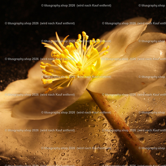 P3095130_edited | Fotokunstarbeit aus der INSTAGRAM-Gallerie auf titusgraphy.eu - Realisiert mit Pictrs.com