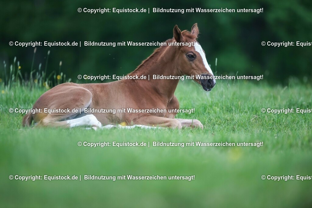 20210617_Fohlen_0341 | Foto: Thomas Hartig