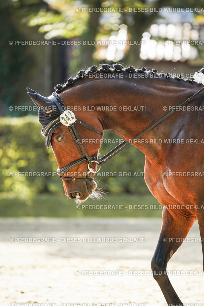 DSC07238 | Pferdegrafie