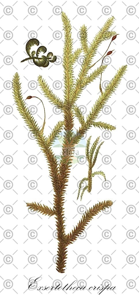 HistAbb_wfo-0000071573_1_ENZY_Simple | Historische Abbildung von Exsertotheca crispa - Neckeraceae | Historical Illustration of Exsertotheca crispa - Neckeraceae