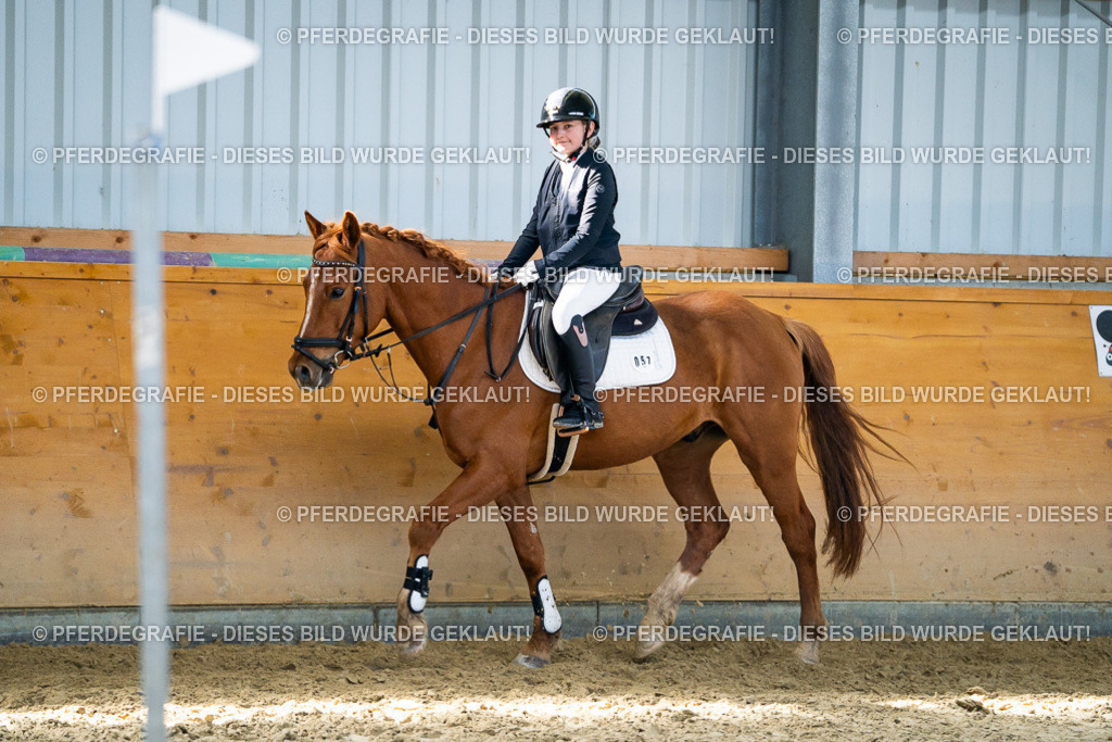 DSC01915 | Pferdegrafie