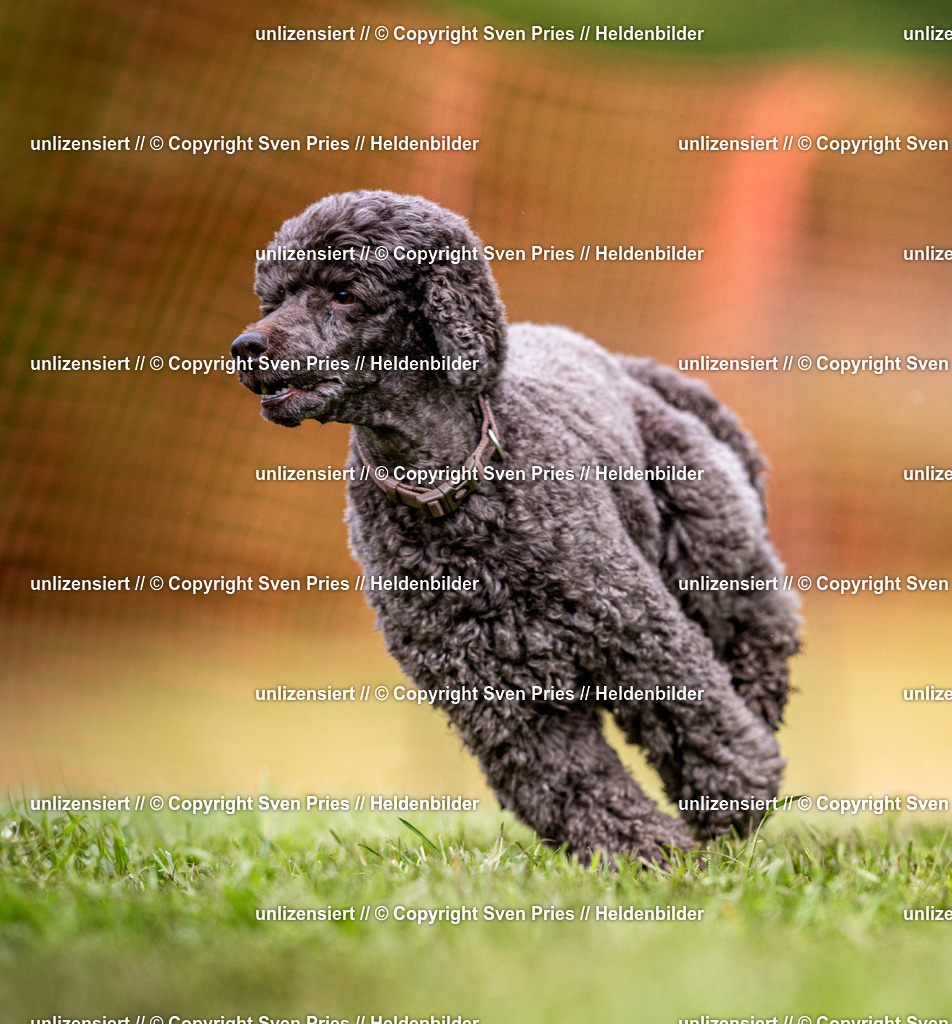 Sven Pries | 2024-04-21 - Hunderennen Baden-Oos
Foto: Sven Pries - Realisiert mit Pictrs.com