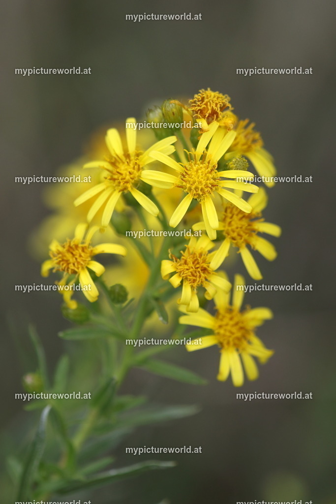 Breitblättriger Klebalant-005 | Das Bilderarchiv über Tiere, Planzen und Landschaften. In der Bilddatenbank finden Sie ein große Auswahl an hochwertigen Bilder für Ihre Werbung - Realized with Pictrs.com