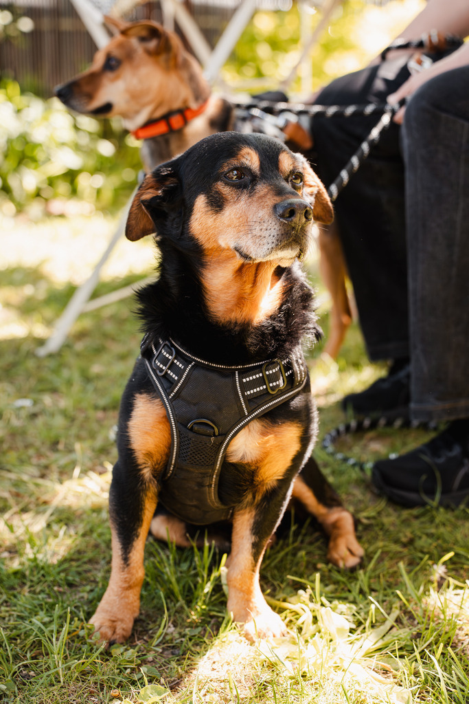 20260426-86 | MuT (Mensch und Tier) mit Mona - Fotografie und Tierkommunikation - Realisiert mit Pictrs.com