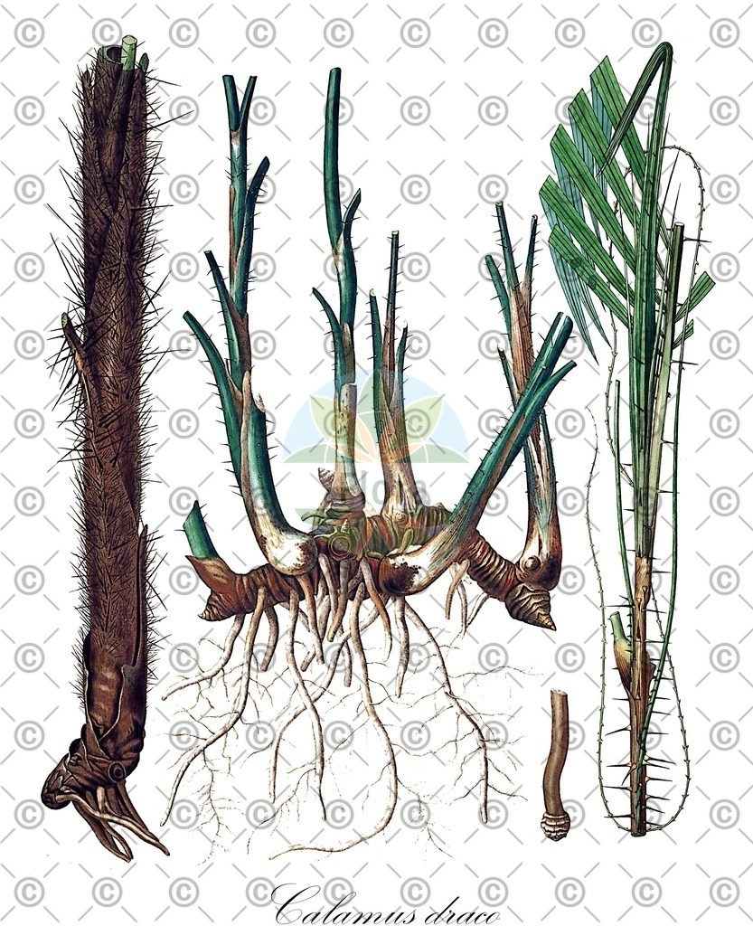 HistAbb_EMP_8000052_1_SIMPLE | Historische Abbildung von Calamus draco - Arecaceae (Drachenblutbaum;Drachenblutpalme) | Historical Illustration of Calamus draco - Arecaceae