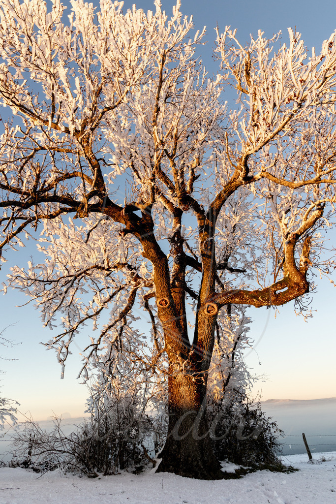 Winter am Hochkogelberg Rauhreif | Ihre Fotografin im Lungau, ihre Fotografin im Mostviertel, Wandbilder Onlineshop, Imagefotos für Ihr Unternehmen,  - Realisiert mit Pictrs.com