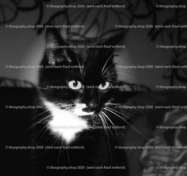 Palischa (Variation 2) | titusgraphy.eu präsentiert anspruchsvolle Katzenfotos in verschiedenen Variationen.  - Realisiert mit Pictrs.com