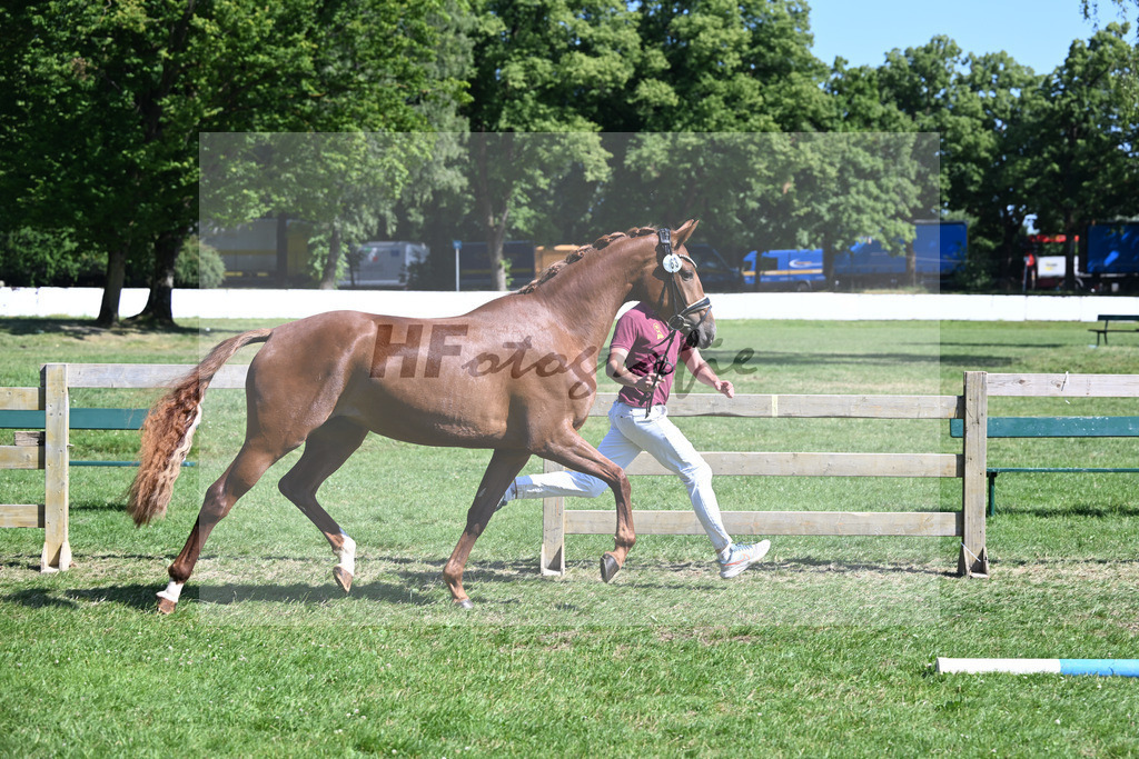 Kat-Nr. 63 Florentine v. Toto Gold_ZG Groetzner u Winkler_19251164 | hf-fotografie - Realizzato con Pictrs.com