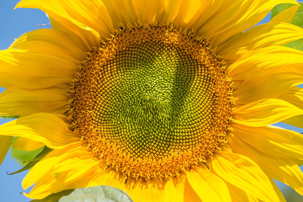 Grosse Sonnenblume | Fotos mit schönen Motiven aus der Region Basel. - Realisiert mit Pictrs.com