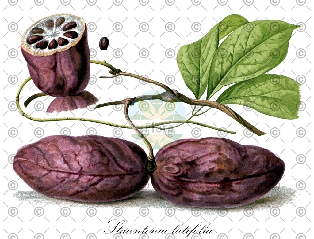 HistAbb_wfo-0000497124_1_ENZY_Simple | Historische Abbildung von Stauntonia latifolia - Lardizabalaceae | Historical Illustration of Stauntonia latifolia - Lardizabalaceae