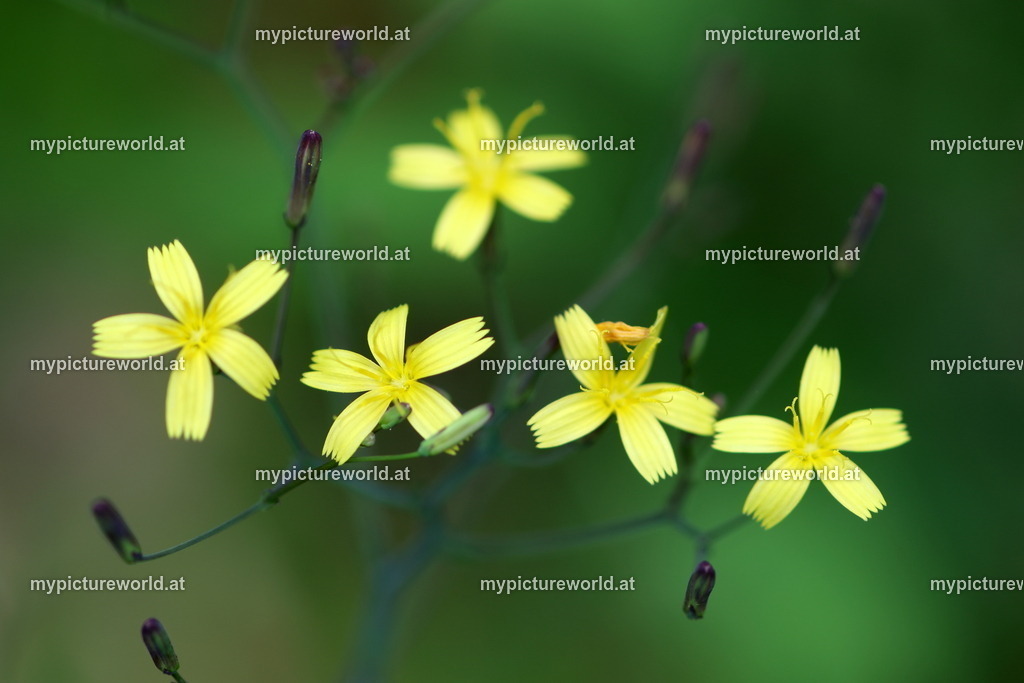 Mauerlattich-003 | Das Bilderarchiv über Tiere, Planzen und Landschaften. In der Bilddatenbank finden Sie ein große Auswahl an hochwertigen Bilder für Ihre Werbung - Realisiert mit Pictrs.com