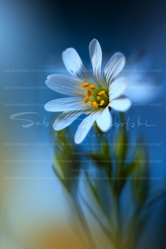 Sternmiere – Zarte Eleganz in Blau | Eine minimalistische Makroaufnahme der Sternmiere, die durch ihre feinen Strukturen und das weiche Bokeh besticht. Die kühlen Farbtöne verleihen dem Motiv eine beruhigende und zeitlose Ausstrahlung.Ideal als stilvoller Fine-Art-Print für moderne Wohnräume. - Realisiert mit Pictrs.com