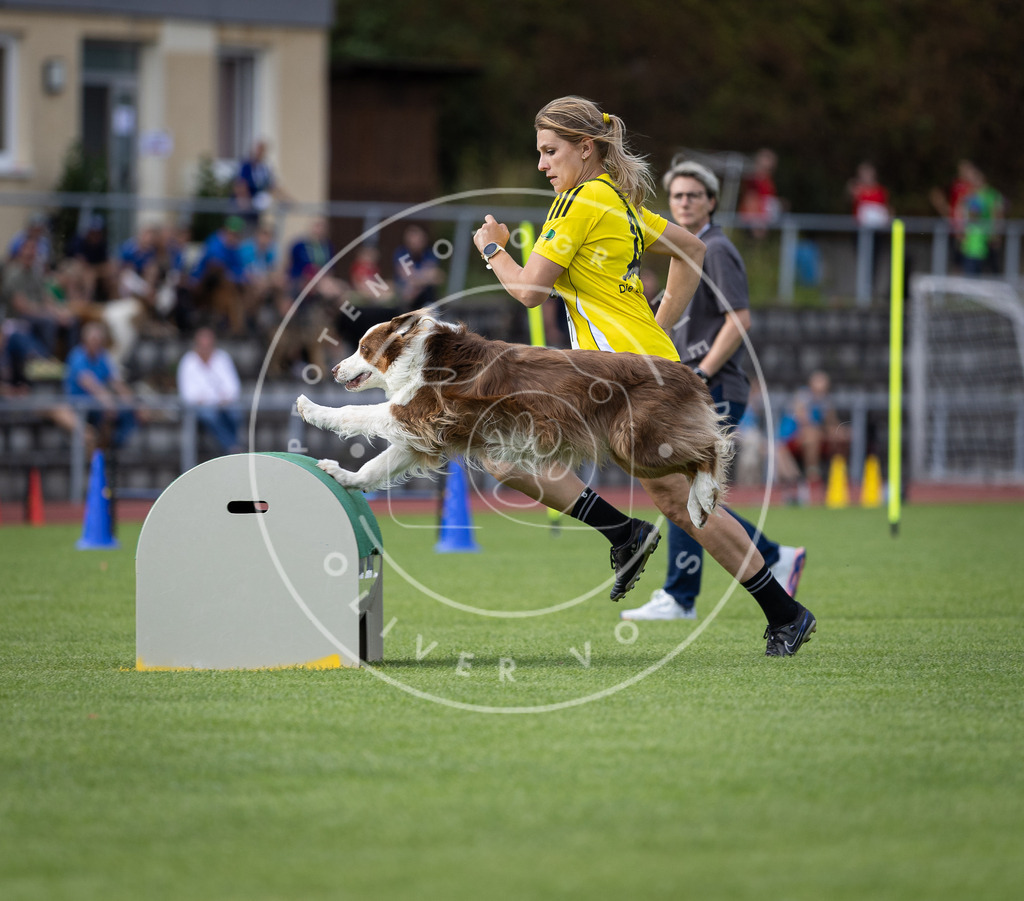 Pfotenfotografie_DV3A1367 | Hundefotografie, Tierfotograf, Pfotenfotografie, Fotoshooting Hund, Hunde Portrait, Hundesport, Hundeportraits, Heideshooting, Hunde, Sportfotograf, Hundefotograf, Turnierhundsport, THS,  - Realisiert mit Pictrs.com