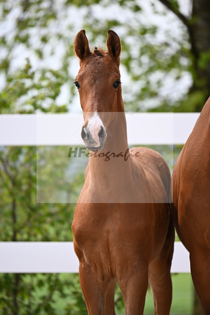 Kat-Nr. 15 HF La Vie x Pagalli_Haefele_23260431 | hf-fotografie - Realizzato con Pictrs.com