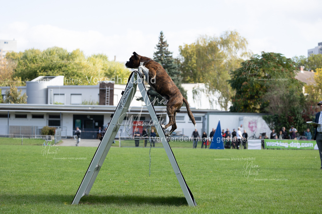 _16A5316 | Einzigartige Fotos von Hunden & Menschen –Actionfotos, Portraits, Vereinsaufnahmen & Paarshootings – authentisch, lebendig & mit Herz.