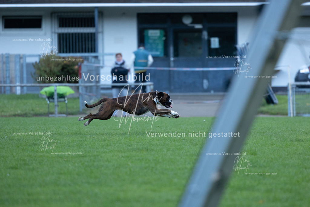 _16A4557 | Einzigartige Fotos von Hunden & Menschen –Actionfotos, Portraits, Vereinsaufnahmen & Paarshootings – authentisch, lebendig & mit Herz.