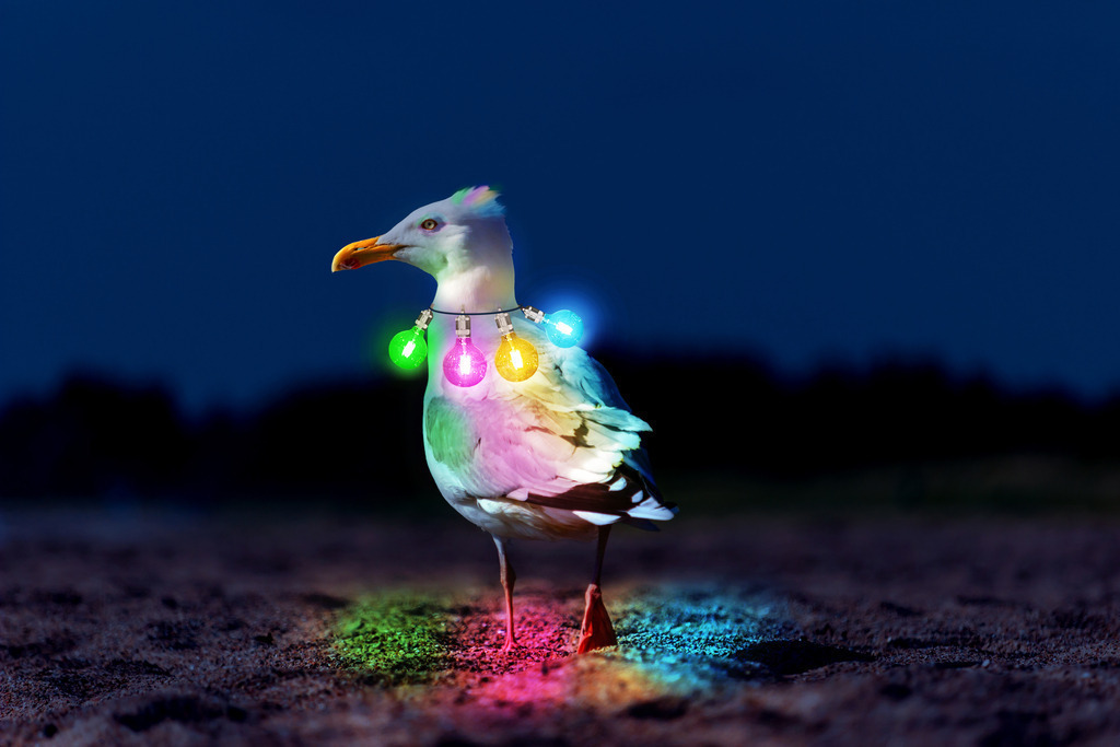 Photoart: Partymöwe am Sandstrand | Dieses Photoart-Wandbild im Querformat zeigt die künstlerische Interpretation einer Partymöwe, die mit bunten Glühbirnen als Halskette erstrahlt. Die farbenfrohen Lichter werfen sanfte Reflexe auf den Sandstrand und die Federn der Möwe, wodurch eine einzigartige leuchtende Stimmung entsteht.Auch die Kopffedern der Möwe tragen zur außergewöhnlichen Inszenierung bei – leicht gestylt und bunt gefärbt verleihen sie dem Motiv eine spielerische, dynamische Note. Die Photoart-Serie „Maritimes Neonlicht“ kombiniert Küstenästhetik mit kreativen Lichteffekten und schafft damit ein ganz besonderes Kunstwerk - Realized with Pictrs.com