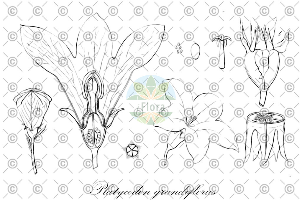 HistAbb_wfo-0000274932_1_ENZY_Simple | Historische Abbildung von Platycodon grandiflorus - Campanulaceae (Großblütige Ballonblume;Ballonblume;Ballonglocke;Chiniglockenblume) | Historical Illustration of Platycodon grandiflorus - Campanulaceae