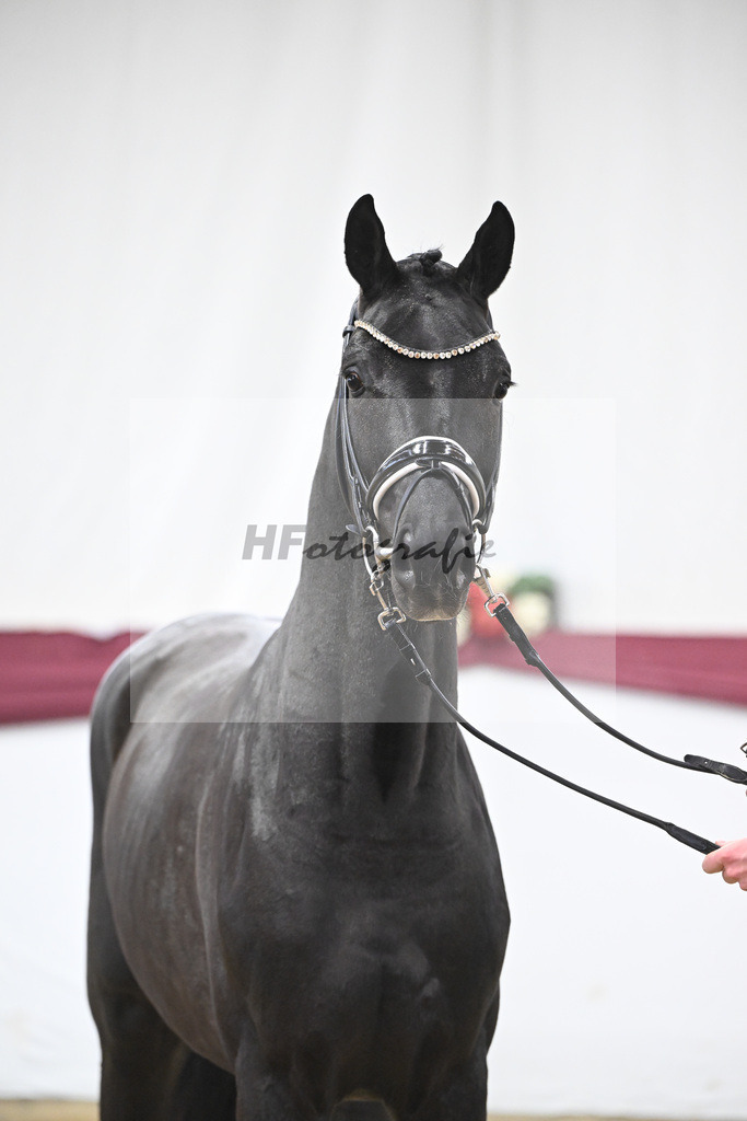 Kat-Nr. 56 Fair Deal x Fuerst Heinrich_Wilhelm u. Marvin Klausing GbR_47252082 | hf-fotografie - Realisiert mit Pictrs.com