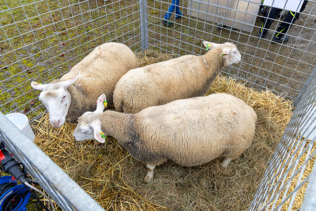 SchaZie-Tag Feldkirchen | Bildershop von pixelworld.at - Realisiert mit Pictrs.com