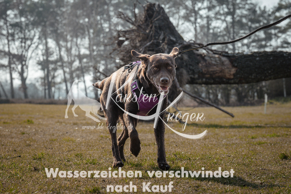 1110_ZZ95049 | kk-dogfotos