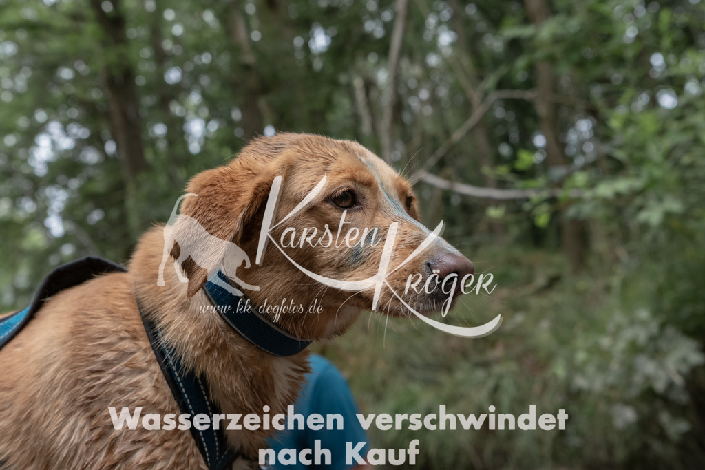 1348_ZZ96086 | kk-dogfotos