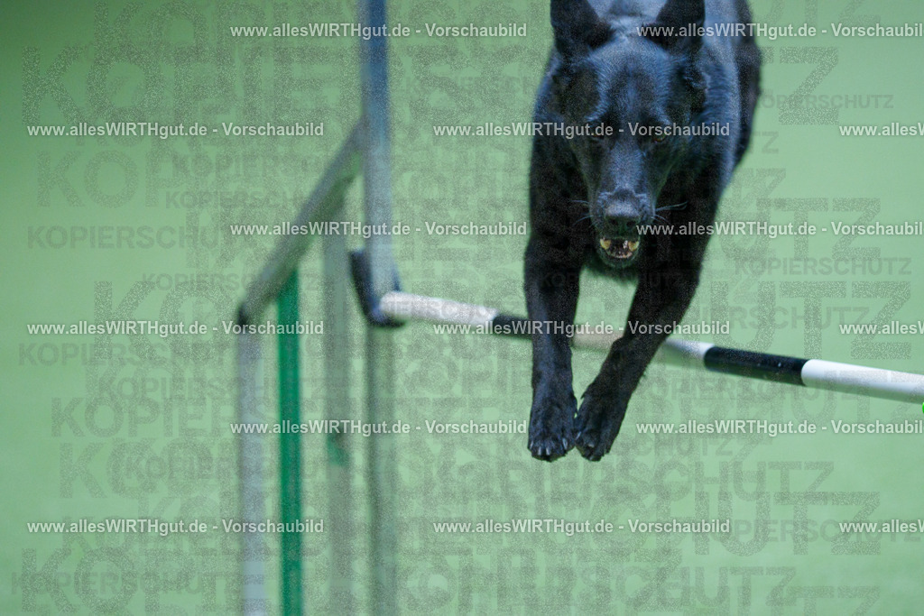 @allesWIRTHgut_Tierfotografie - www.allesWIRTHgut.de - 2604251346-7R503999 | Professionelle Tierfotografie in Mönchengladbach von Daniel Wirth (allesWIRTHgut). Liebevolle & natürliche Bilder von Hunden & Katzen für unvergessliche Erinnerungen.