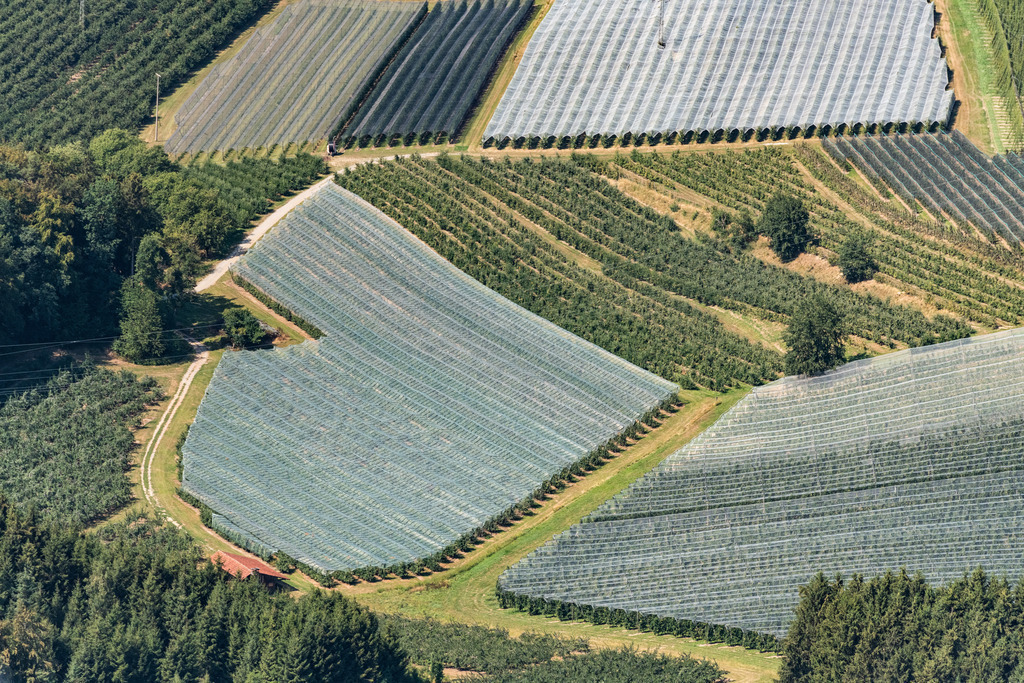 dr__0016314.jpg | TETTNANG 03.08.2018 Baumreihen einer Obstanbau- Plantage auf einem Feld in Tettnang im Bundesland Baden-Württemberg, Deutschland. // Rows of trees of fruit cultivation plantation in a field in Tettnang in the state Baden-Wurttemberg, Germany. Foto: Daniel Reiter