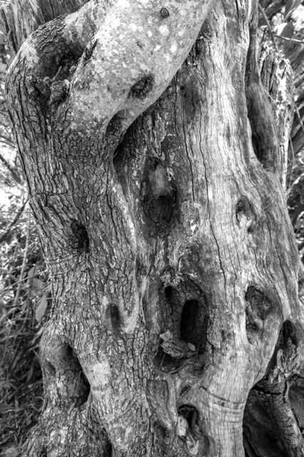 Olive Baum / Olea europaea, Olivia / Olive tree | Kreative Fotografie von Fotoloft-MaciejRusinek aus Frankfurt am Main. Große Motivauswahl in individuell ausgewählten Formaten auf unterschiedlichen Materialien. Bestellen bequem online.
Preise sind variable, je nach Material und Größe. 
 - Realisiert mit Pictrs.com