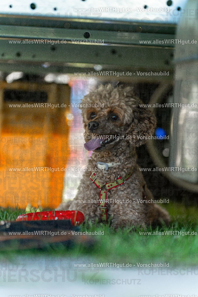 Hundeschwimmen_Volksbad_2026-allesWIRTHgut_Tierfotografie-2609061111-102115-7R509497 | Professionelle Tierfotografie in Mönchengladbach von Daniel Wirth (allesWIRTHgut). Liebevolle & natürliche Bilder von Hunden & Katzen für unvergessliche Erinnerungen.