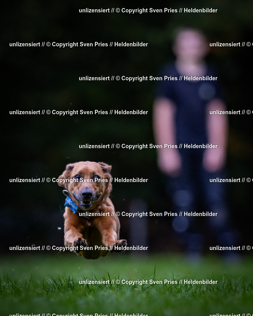 Sven Pries | 2024-10-19 - Hunderennen Ober-Grombach - Realisiert mit Pictrs.com