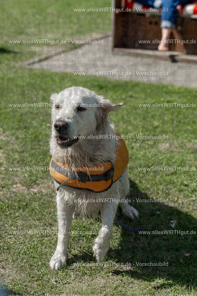 Hundeschwimmen_Volksbad_2026-allesWIRTHgut_Tierfotografie-2609061341-7R500890 | Professionelle Tierfotografie in Mönchengladbach von Daniel Wirth (allesWIRTHgut). Liebevolle & natürliche Bilder von Hunden & Katzen für unvergessliche Erinnerungen.