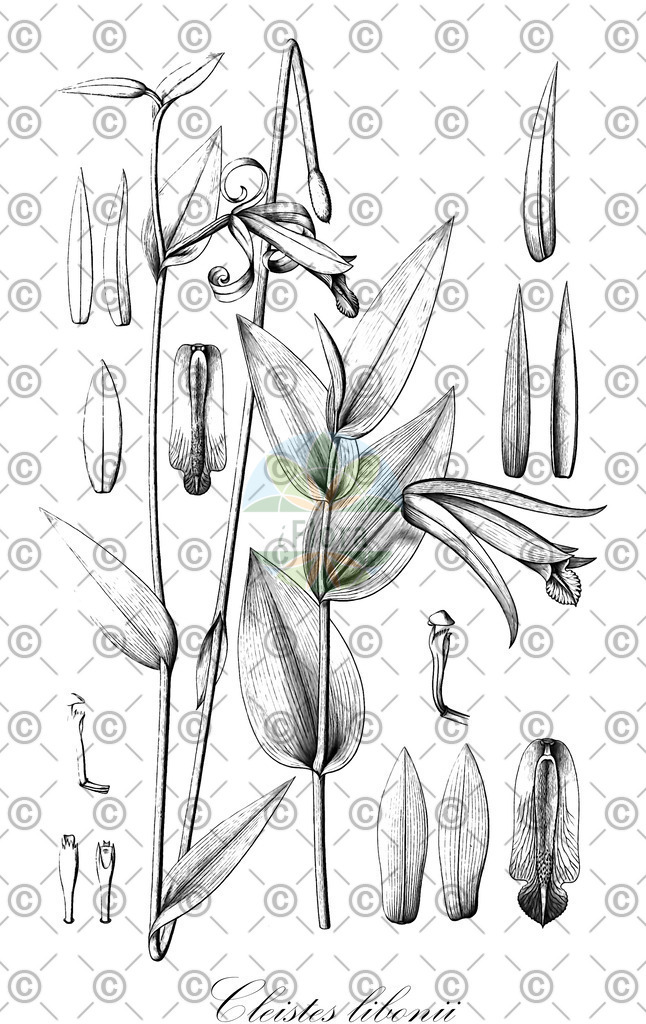 HistAbb_wfo-0000609243_1_ENZY_Simple | Historische Abbildung von Cleistes libonii - Orchidaceae | Historical Illustration of Cleistes libonii - Orchidaceae