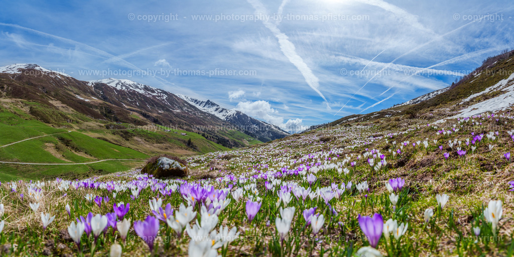Krokusse Tux Hobalm copyright  Thomas Pfister-4 | PHOTOGRAPHY BY THOMAS PFISTER