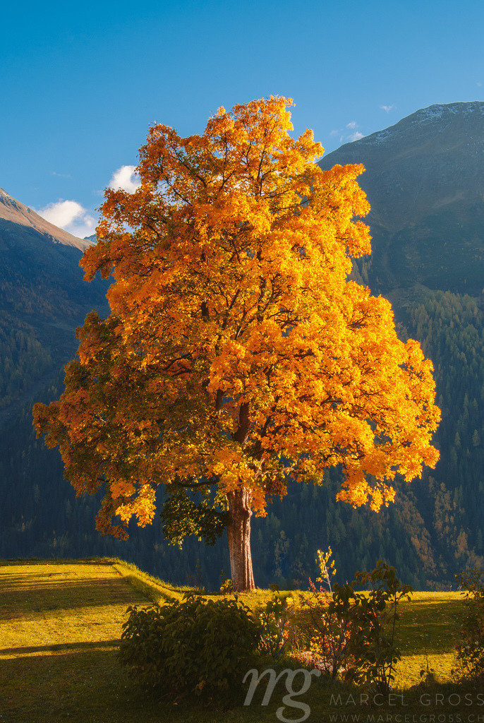 the perfect tree | a stunning lime tree in the picturesque town of Guarda, Engadin - Realisiert mit Pictrs.com