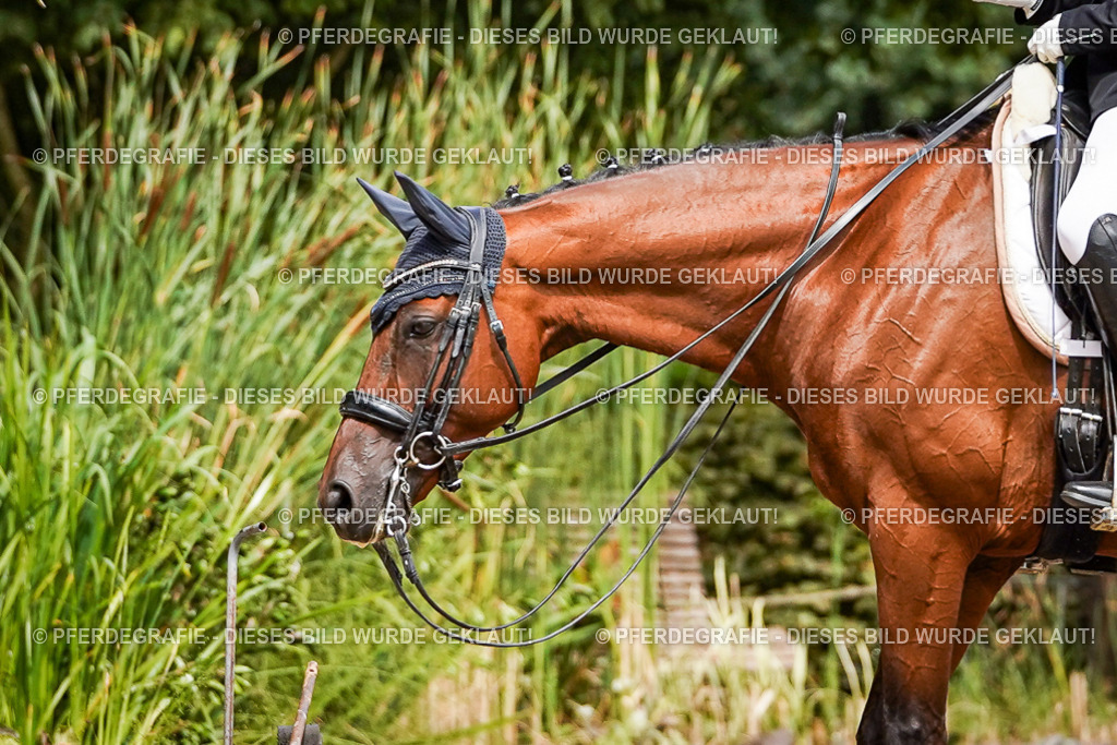 DSC03433 | Pferdegrafie