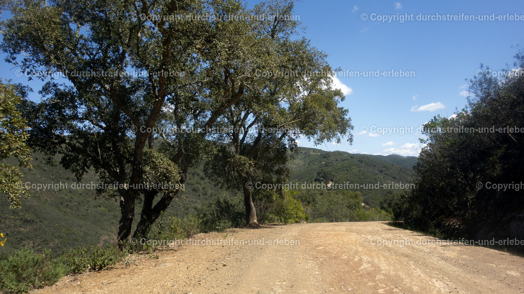 Von Bäumen gesäumter Forstweg Serra do Caldeirão nahe Cortelha Algarve | Von Bäumen gesäumter Forstweg Serra do Caldeirão nahe Cortelha Algarve - Realisiert mit Pictrs.com